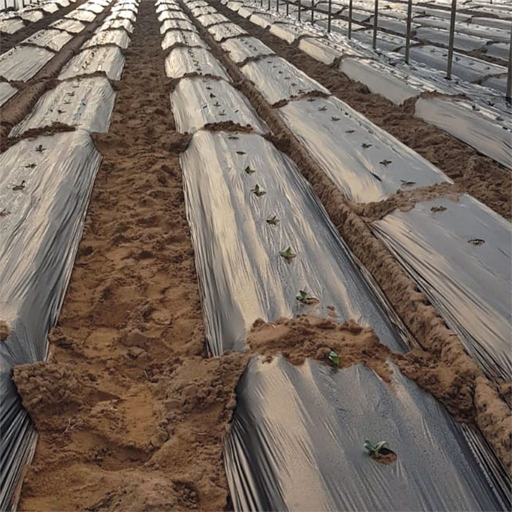 FILM PE NERO 0,05 FORATO ORTAGGI MT. 1.20 X 1300